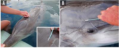 Towards understanding host–pathogen dynamics of cetacean poxvirus: attainable approach through the application of a repetitive non-invasive skin sampling in bottlenose dolphins (Tursiops truncatus) under human care